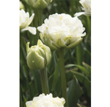 Detail bílého plnokvětého tulipánu na zahradě