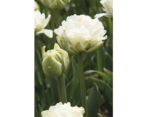 Detail bílého plnokvětého tulipánu na zahradě
