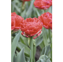 Detail plné tulipány na zahradě.