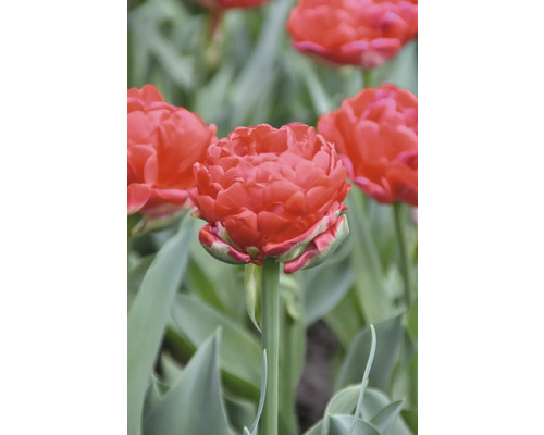 Detail plné tulipány na zahradě.