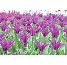Pole s liliovými květy tulipánů
