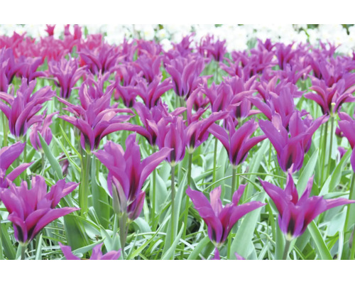 Pole s liliovými květy tulipánů
