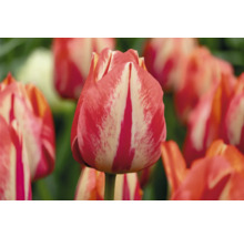 Detail červenobíle pruhovaného tulipánu