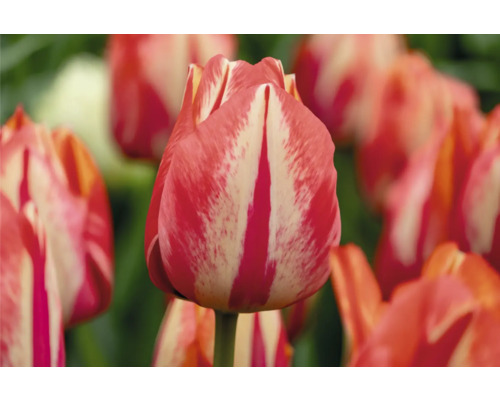 Detail červenobíle pruhovaného tulipánu