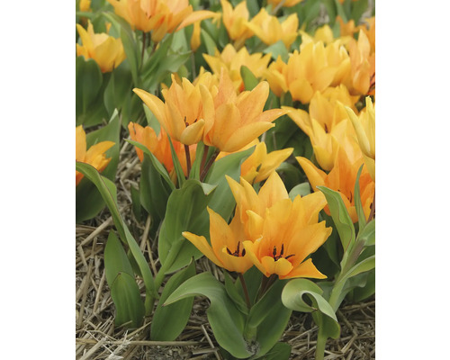 Pole se žlutými květy tulipánů a zelenými listy.