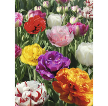 Detail plnokvětých tulipánů různých barev na zahradě.