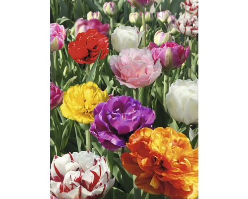Detail plnokvětých tulipánů různých barev na zahradě.