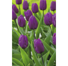 Pole s kvetoucími fialovými tulipány