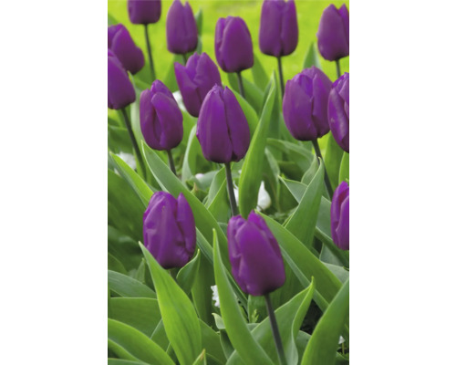 Pole s kvetoucími fialovými tulipány