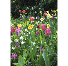 Květinový záhon s tulipány, narcisy a hyacinty na zahradě