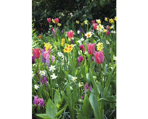 Květinový záhon s tulipány, narcisy a hyacinty na zahradě