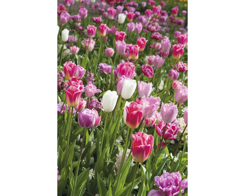 Pole s různými odrůdami tulipánů