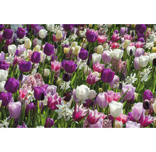 Pole s tulipány a narcisy