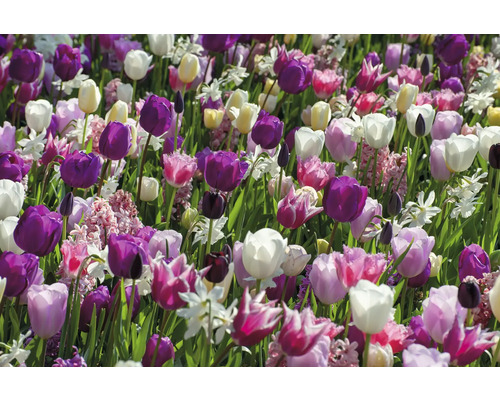 Pole s tulipány a narcisy