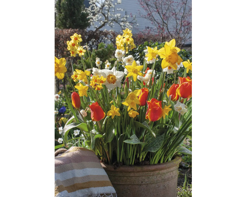 Květinové aranžmá s narcisy a tulipány v květináči na zahradě.