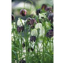 Květiny Fritillaria meleagris na zahradním záhonu