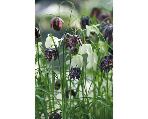 Květiny Fritillaria meleagris na zahradním záhonu