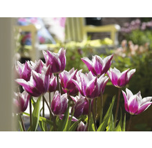 Detail fialovo-bílých tulipánů se zelenými listy na zahradě.