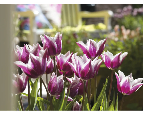 Detail fialovo-bílých tulipánů se zelenými listy na zahradě.