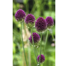 Detailní pohled na okrasné česnekové květy na zahradě