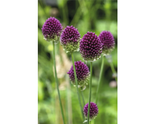 Detailní pohled na okrasné česnekové květy na zahradě