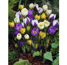 Kvetoucí krokusy v zahradním záhonu