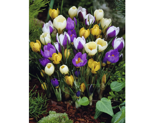 Kvetoucí krokusy v zahradním záhonu