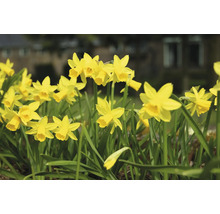 Žluté narcisy na zahradním záhonu.