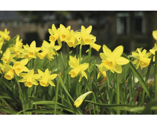 Žluté narcisy na zahradním záhonu.