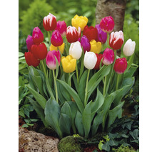 Kvetoucí tulipány v zahradním záhonu.