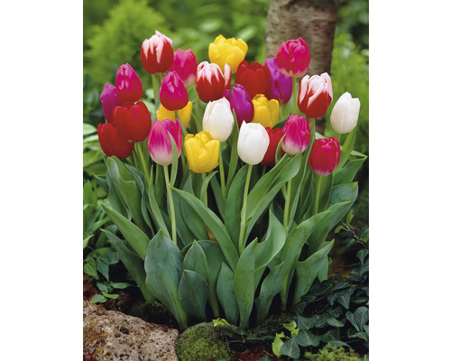 Kvetoucí tulipány v zahradním záhonu.