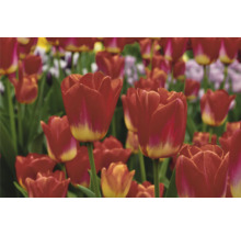 Pole s červenými květy tulipánů