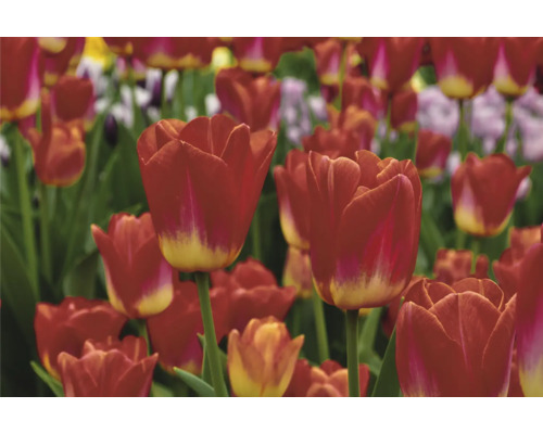 Pole s červenými květy tulipánů
