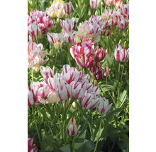 Detailní záběr skupiny červeně pruhovaných tulipánů na zahradě.