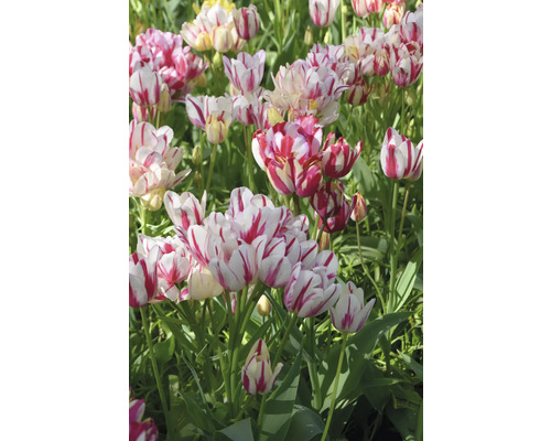 Detailní záběr skupiny červeně pruhovaných tulipánů na zahradě.