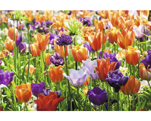 Pole s tulipány a okrasným česnekem