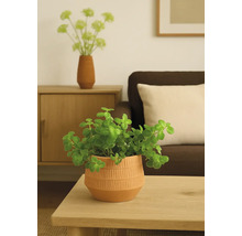 Dekorativní pokojová rostlina v ozdobném květináči na stole