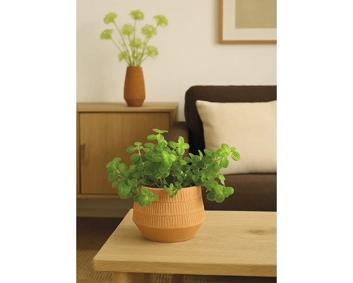 Dekorativní pokojová rostlina v ozdobném květináči na stole