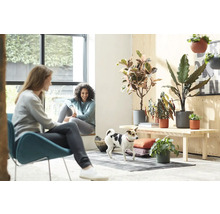 Světlá místnost se dvěma ženami, psem a pokojovými rostlinami na dřevěné lavici