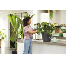 Žena zalévá pokojovou rostlinu v kuchyni pomocí rozprašovače