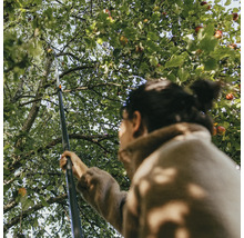 Žena sklízí jablka ze stromu pomocí sběrače ovoce.