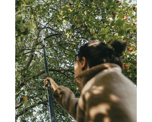 Žena sklízí jablka ze stromu pomocí sběrače ovoce.