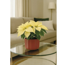 Vánoční hvězda se žlutými listeny v červeném květináči na stole