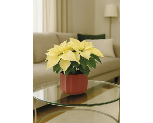 Vánoční hvězda se žlutými listeny v červeném květináči na stole