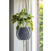 Závěsná rostlina v pleteném květináči