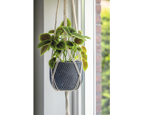 Závěsná rostlina v pleteném květináči