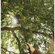 Sklizeň jablek se sběračem ovoce na zahradě.