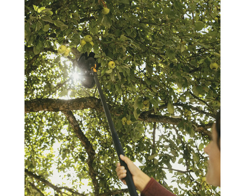Sklizeň jablek se sběračem ovoce na zahradě.