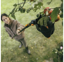 Žena sklízí jablka ze stromu pomocí sběrače ovoce.