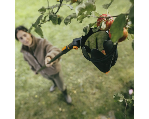 Žena sklízí jablka ze stromu pomocí sběrače ovoce.